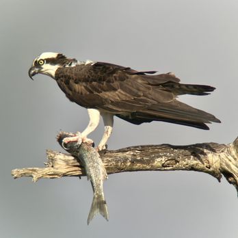 Neal Preserve - Osprey with a fish in the parking lot! - Parks Near Me - Bradenton, Florida