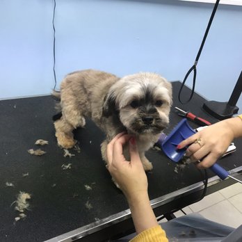 Your Pet's Paradise - Alfie.!!! - Pet Groomers Near Me - Yonkers, New York