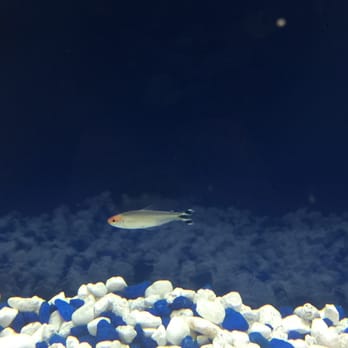 The Fish Place - Rummy Nose Tetra. - Aquarium Services Near Me - North Tonawanda, New York The Fish Place - Rummy Nose Tetra. - Aquarium Services Near Me - North Tonawanda, New York