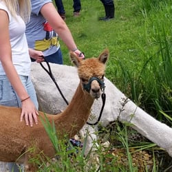 Hensting Alpacas - Alpaca Walking Expereince Hampshire