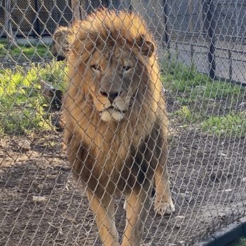 Austin Zoo - Majestic lion - Zoos Near Me - Austin, Texas Austin Zoo - Majestic lion - Zoos Near Me - Austin, Texas