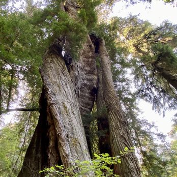 Prairie Creek Redwoods State Park - Corkscrew Tree - Parks Near Me - Orick, California Prairie Creek Redwoods State Park - Corkscrew Tree - Parks Near Me - Orick, California