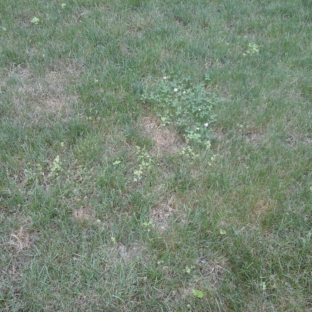 TruGreen Lawn Care - Clover invasion. - Pest Control Near Me - Upper Saddle River, New Jersey TruGreen Lawn Care - Clover invasion. - Pest Control Near Me - Upper Saddle River, New Jersey