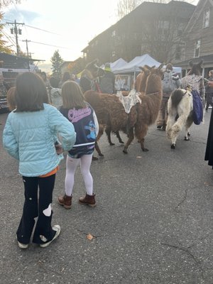 Snohomish Farmers Market by null