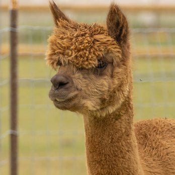 Hawk Ranch Animal Tours - Attraction Farms Near Me - Murrieta, California Hawk Ranch Animal Tours - Attraction Farms Near Me - Murrieta, California