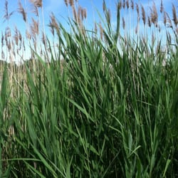 Tampier Lake Greenway Cook County Forest Preserve - Lots of wild prairie grasses and marsh plants grow around the road and picnic areas.