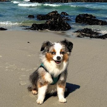Pawsitively Reliable Pet Care - One of my cute puppy customers - Pet Sitting Near Me Pawsitively Reliable Pet Care - One of my cute puppy customers - Pet Sitting Near Me
