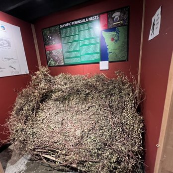 North American Bigfoot Center - Bigfoot Nest - Museums Near Me - Boring, Oregon North American Bigfoot Center - Bigfoot Nest - Museums Near Me - Boring, Oregon
