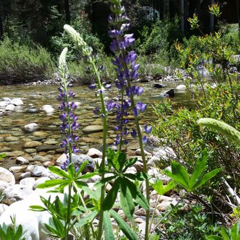 Camp El-O-Win - Beautiful wild lupine - Summer Camps Near Me - Shaver Lake, California