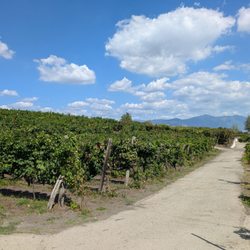 Sorrentinovini - Lovely view of the vineyards