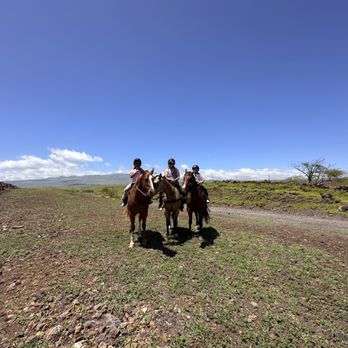 4D Quarter Horses - Horseback Riding Near Me - Kailua-Kona, Hawaii