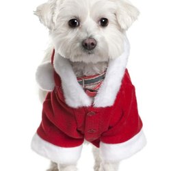 A Greener Today - Lynnwood - Ho Ho Ho!