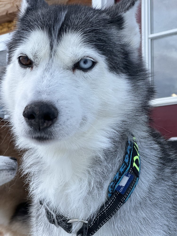 Sirius Sled Dogs Logo