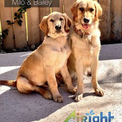 Airight Cooling, Heating & Plumbing - National  your Pet Day
Pets, our faithful friends & companions. Give them a little extra love & affection today.