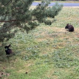 Lots a cute rabbits in the area!