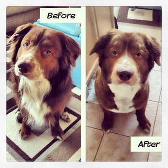 Fur Bar - Before and After - Pet Groomers Near Me - Toronto, Ontario