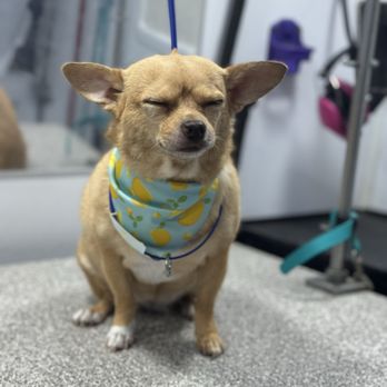 Lucky Lady - Pet Groomers Near Me - Lodi, California Lucky Lady - Pet Groomers Near Me - Lodi, California