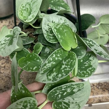 Rainbow - Silver Pothos - Nurseries & Gardening Near Me - Rosemead, California Rainbow - Silver Pothos - Nurseries & Gardening Near Me - Rosemead, California