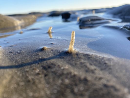 Kiawah Beachwalker Park by null