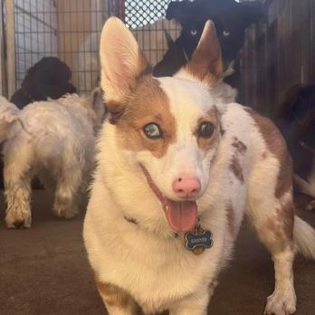 The Barking Lot - Pet Groomers Near Me - Arvada, Colorado