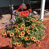 Flowerama gift card