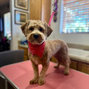 Doggy Detail - After - Pet Groomers Near Me