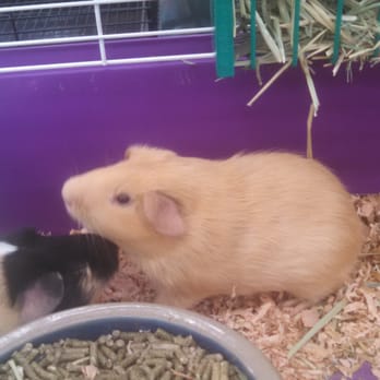 Creature Comforts - Some guinea pigs near the rodent area. - Pet Stores Near Me - Milwaukie, Oregon Creature Comforts - Some guinea pigs near the rodent area. - Pet Stores Near Me - Milwaukie, Oregon