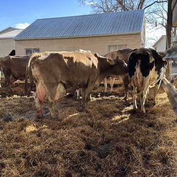 Calder Dairy & Farm - Dairy cows - Ice Cream & Frozen Yogurt Near Me - Carleton, Michigan