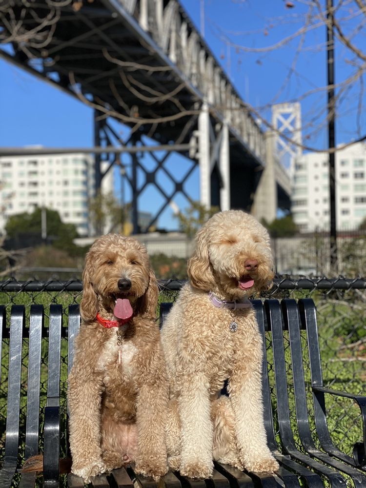 Rincon Hill Dog Park