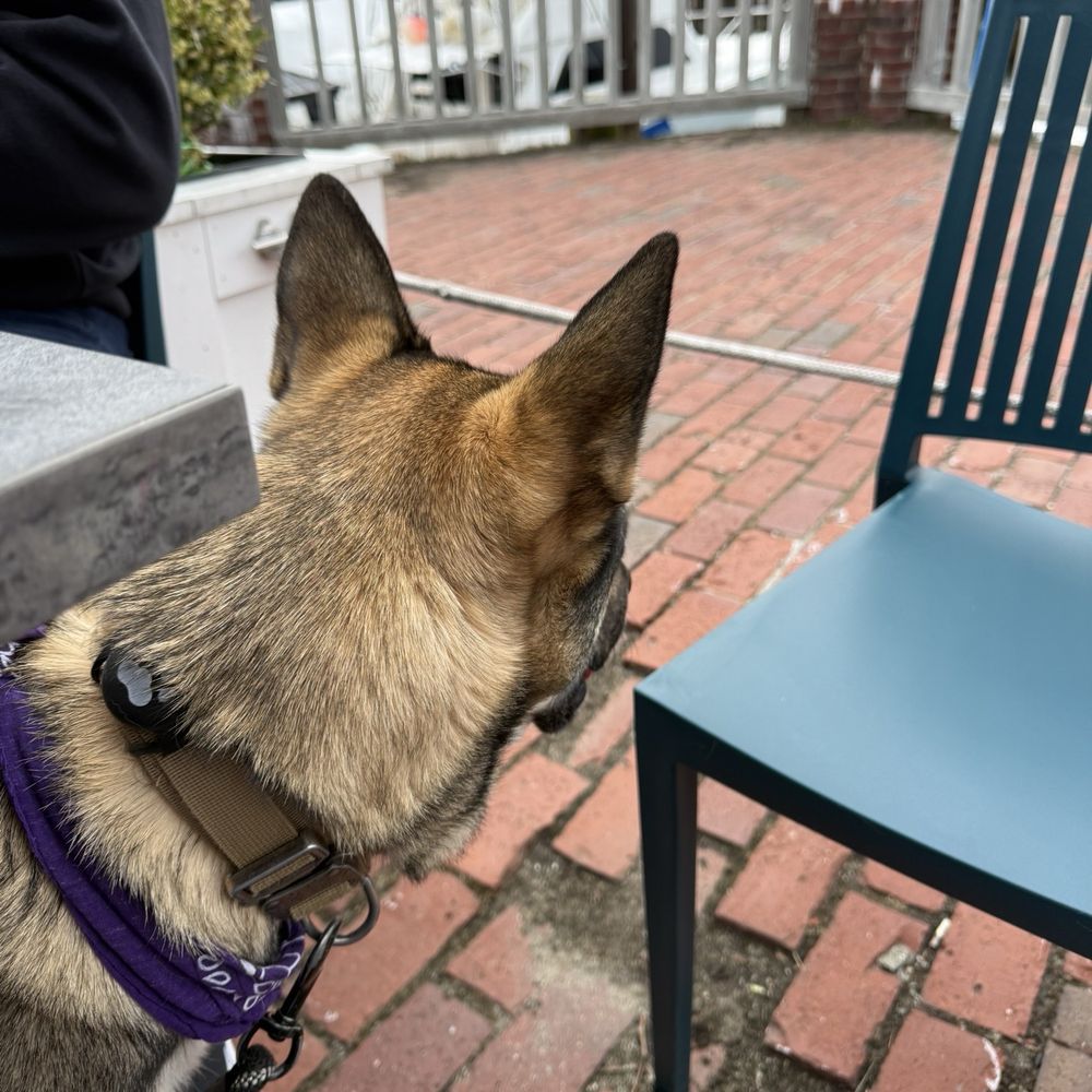 Finz Seafood & Grill - Dog friendly patio - Seafood Near Me - Salem, Massachusetts Finz Seafood & Grill - Dog friendly patio - Seafood Near Me - Salem, Massachusetts