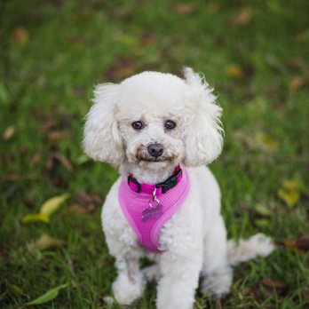 Frame Your Pet - Photographers Near Me