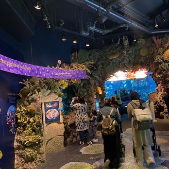 Shedd Aquarium - Aquariums Near Me - Chicago, Illinois Shedd Aquarium - Aquariums Near Me - Chicago, Illinois