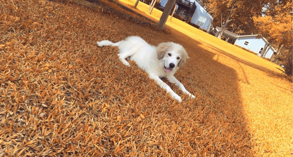 VETERINARY HOSPITAL OF NEW WAVERLY Updated August 2024 455 W State