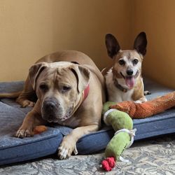 Purrfect Pet Pal OKC