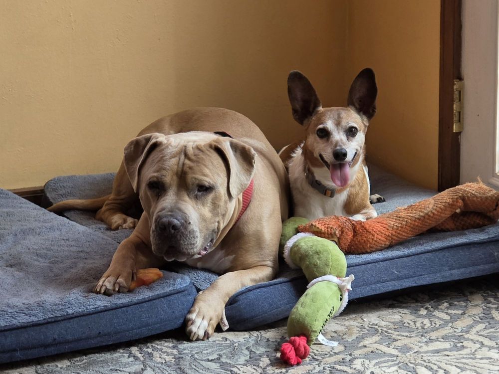 Purrfect Pet Pal OKC - pet boarding facility in Bethany, OK