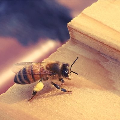 Astor Apiaries - beekeeping in Queens, NY