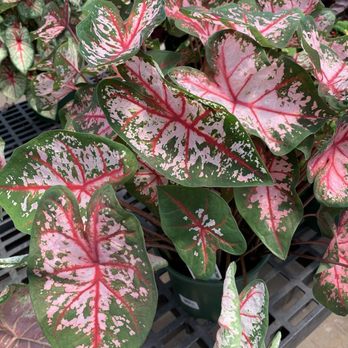 Calloway's Nursery - Nurseries & Gardening Near Me - Richardson, Texas