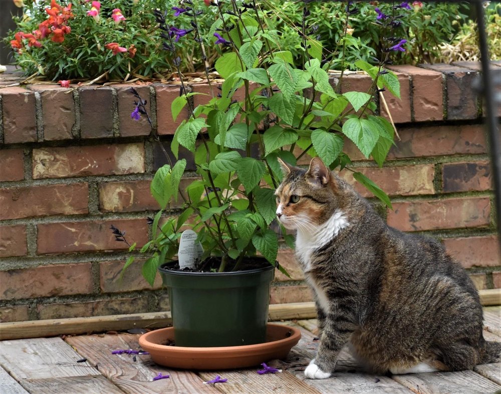 CASHUA VETERINARY CARE Updated October 2024 33 Photos 1310 S Cashua Dr, Florence, South