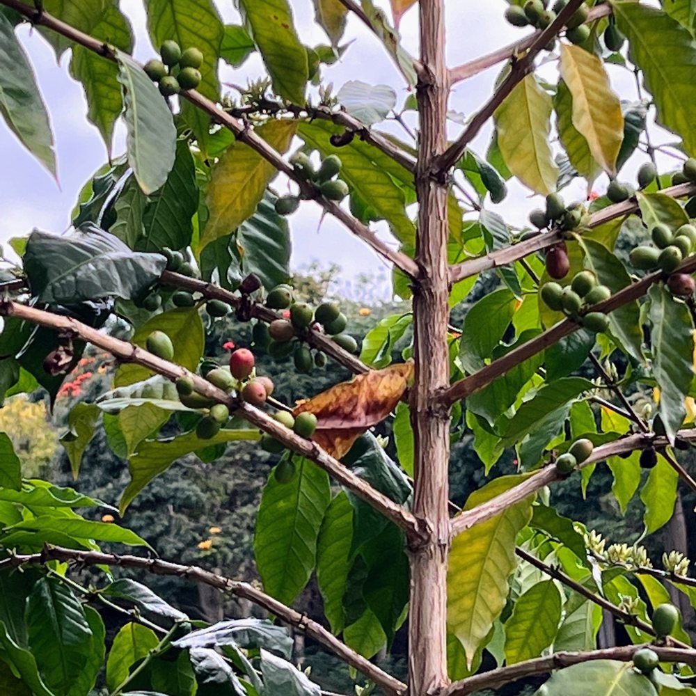 Hala Tree Coffee - The red berries are the ones picked for the best coffee - Attraction Farms Near Me - Captain Cook, Hawaii