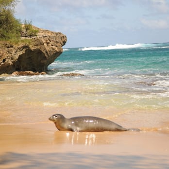 Kauai Calls - Monk Seal! - Travel Services Near Me - Kapaa, Hawaii Kauai Calls - Monk Seal! - Travel Services Near Me - Kapaa, Hawaii