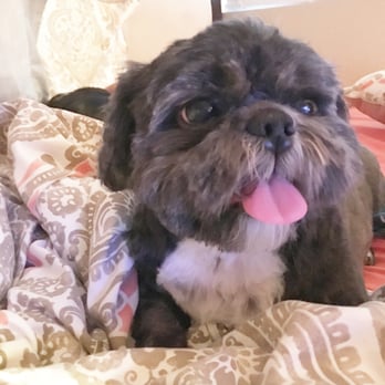 American Grooming Services - My Shih-tzu looking like a house dog again haha - Pet Groomers Near Me - Temecula, California