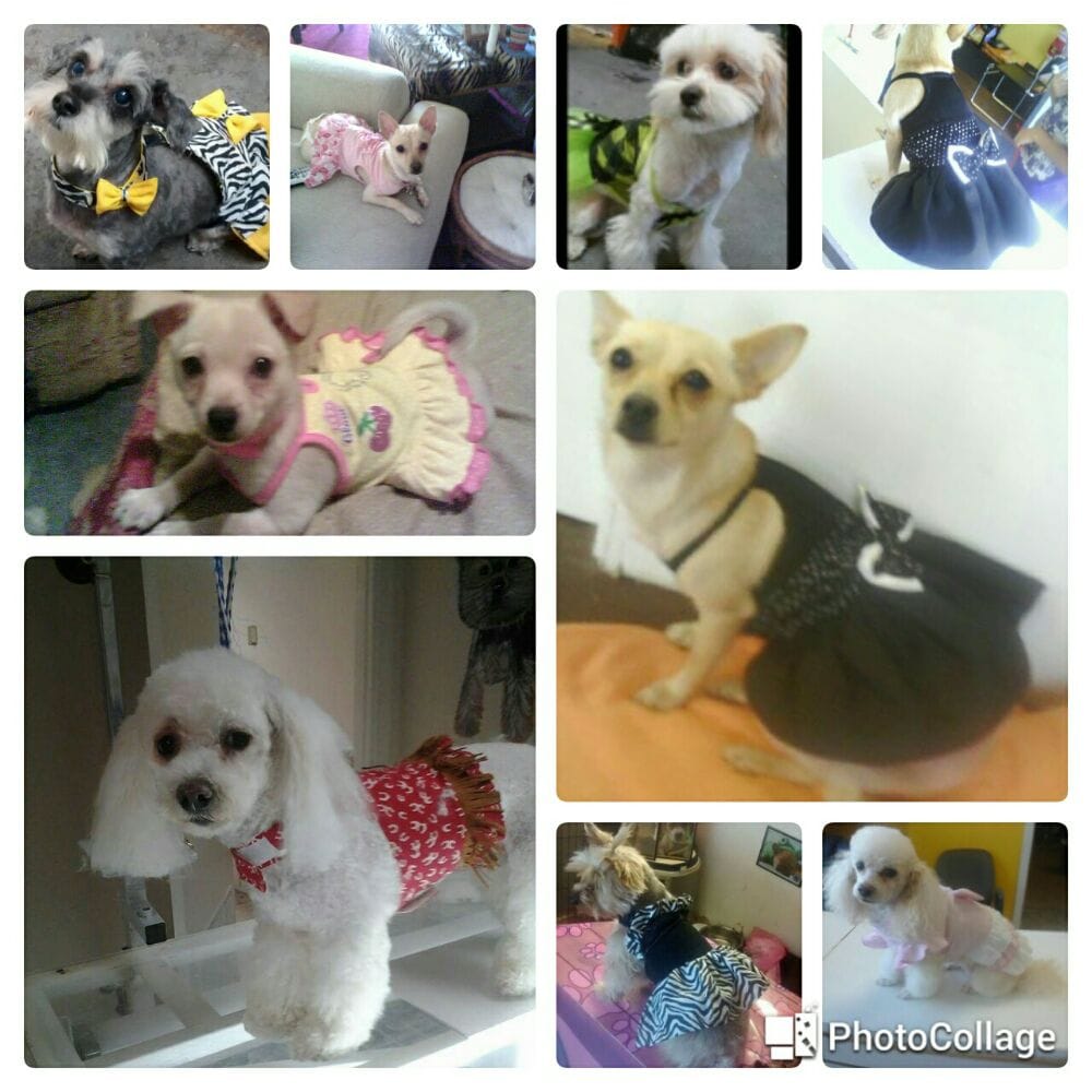 HOUSE OF DOG GROOMING SALON Updated October 2024 13 Photos 443 W