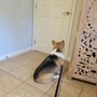 Photo of Holistic Veterinary Care Of Central Florida