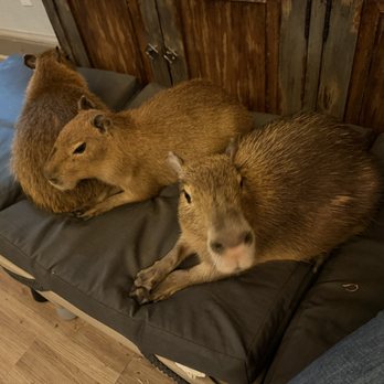 The Capybara Cafe - Themed Cafes Near Me - St. Augustine, Florida