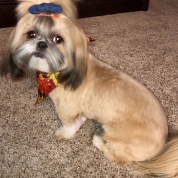 Pro-Groom - Pet Groomers Near Me - Roseville, California Pro-Groom - Pet Groomers Near Me - Roseville, California