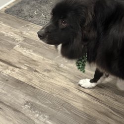 Beverly's Dog Grooming Salon - Dakota