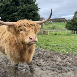 Heads of Ayr Farm Park - Highland Cow. Bummed couldn't pet.