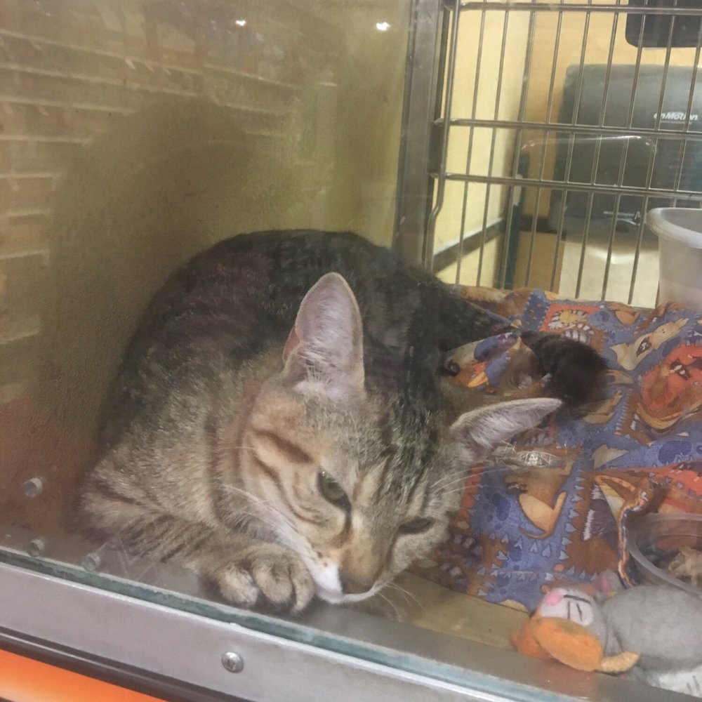 PetSmart - Pet Stores Near Me - Avon, Indiana PetSmart - Pet Stores Near Me - Avon, Indiana