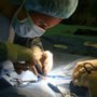 Photo of Fast and Purrious  Mobile Veterinary Care