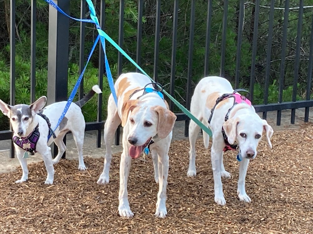 THE VETERINARY CLINIC Updated August 2024 15 Photos & 24 Reviews